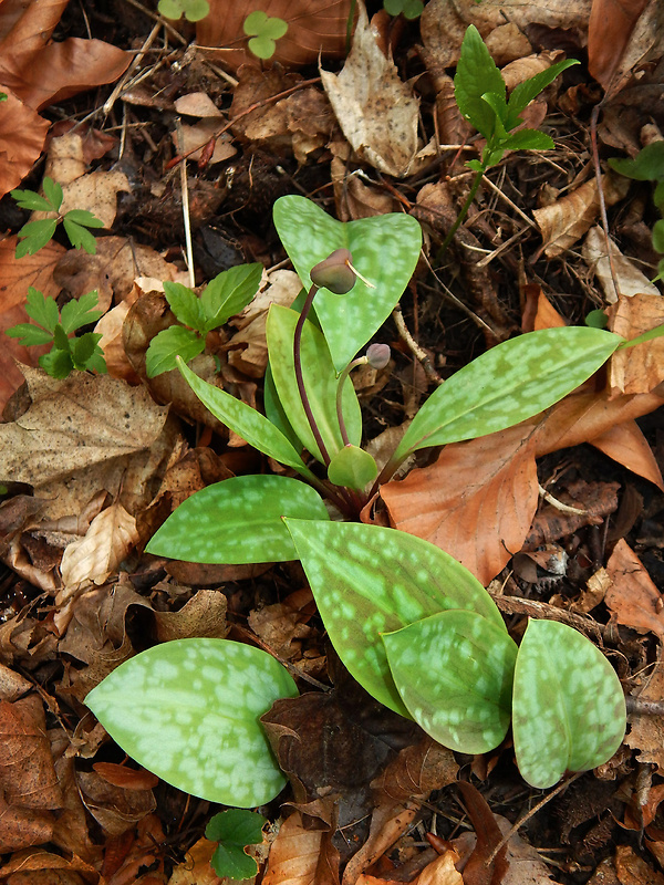 kandik psí Erythronium dens-canis L.