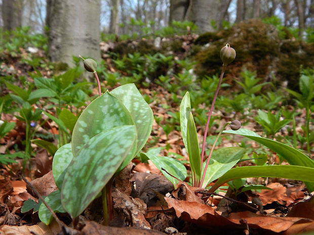 kandik psí Erythronium dens-canis L.