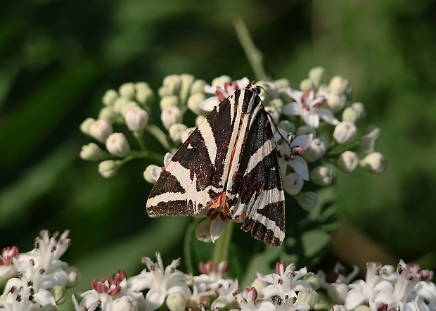 spriadač kostihojový Euplagia quadripunctaria