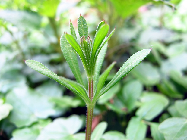 lipkavec obyčajný Galium aparine L.