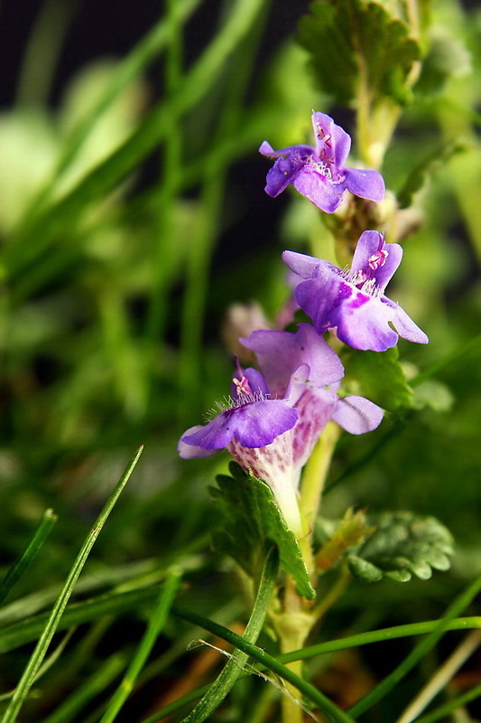 zádušník brečtanovitý Glechoma hederacea L.