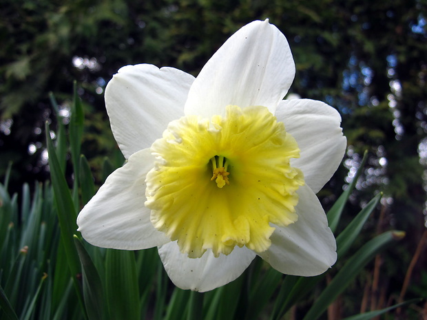 narcis žltý Narcissus pseudonarcissus L.