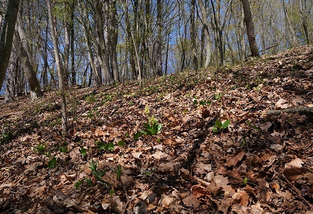 vstavač bledý - biotop Orchis pallens L.