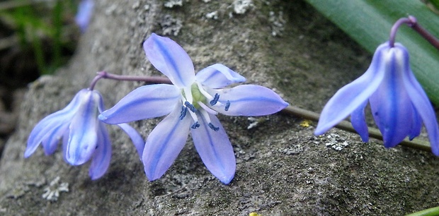 scilovka sibírska Othocallis siberica (Haw.) Speta