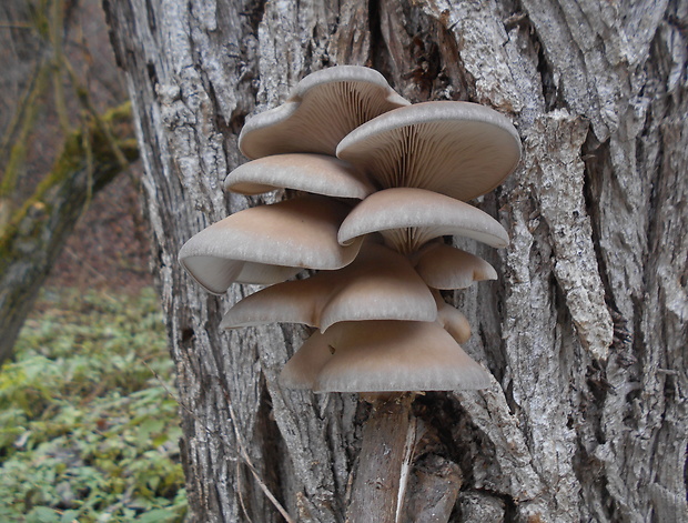 hliva ustricovitá Pleurotus ostreatus (Jacq.) P. Kumm.