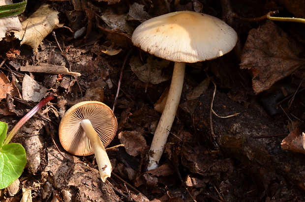 drobuľka Psathyrella sp.