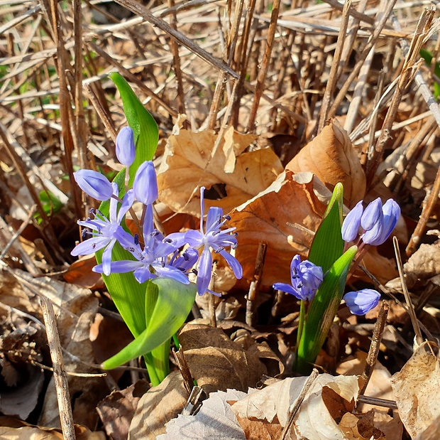 scila dvojlistá Scilla bifolia agg. L.