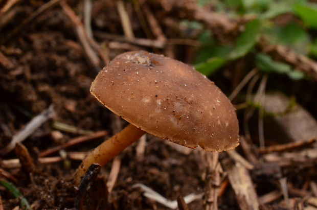 peniazočka smreková Strobilurus esculentus (Wulfen) Singer