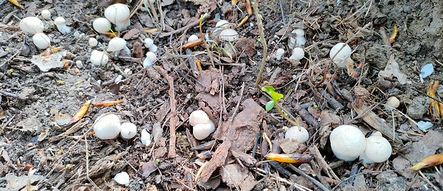 čírovnica májová Calocybe gambosa (Fr.) Donk