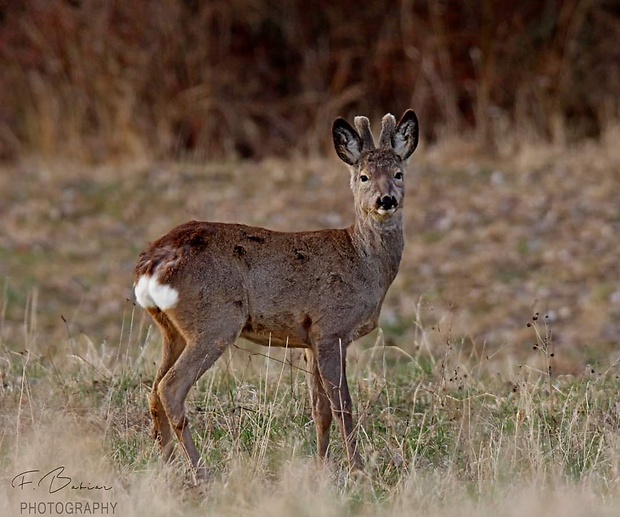 srnec lesný Capreolus capreolus