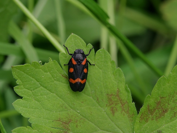 peniarka nížinná Cercopis sanguinolenta