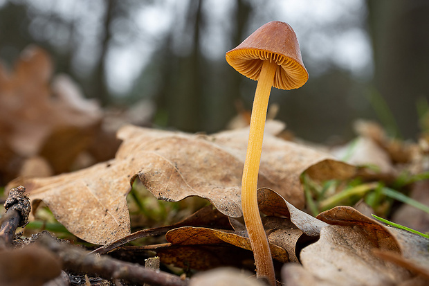 kapucňovec Conocybe sp.