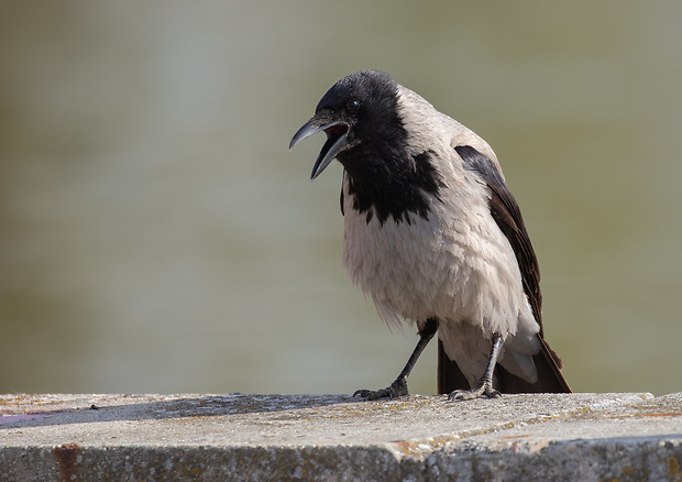 vrana popolavá Corvus cornix