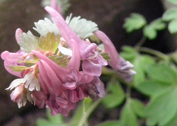 chochlačka plná Corydalis solida (L.) Clairv.