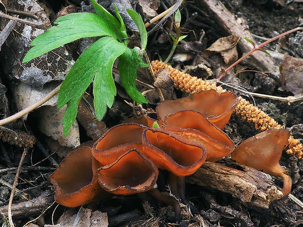 hľuznatka veternicová Dumontinia tuberosa (Bull.) L.M. Kohn