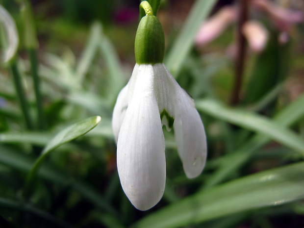 snežienka jarná Galanthus nivalis L.