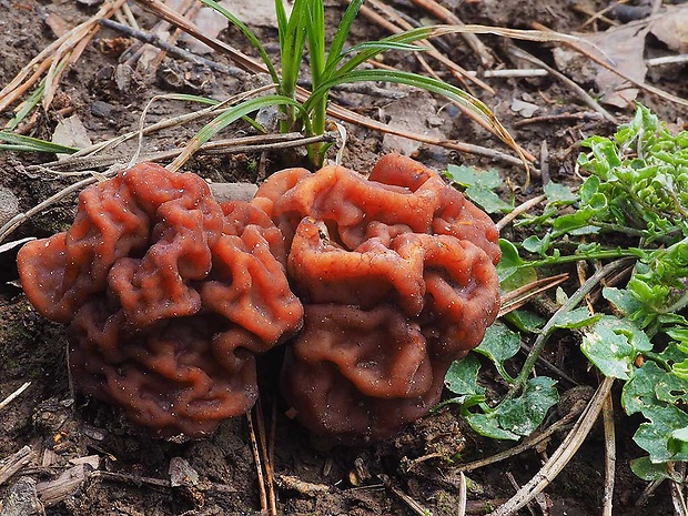 ušiak obyčajný Gyromitra esculenta (Pers.) Fr.