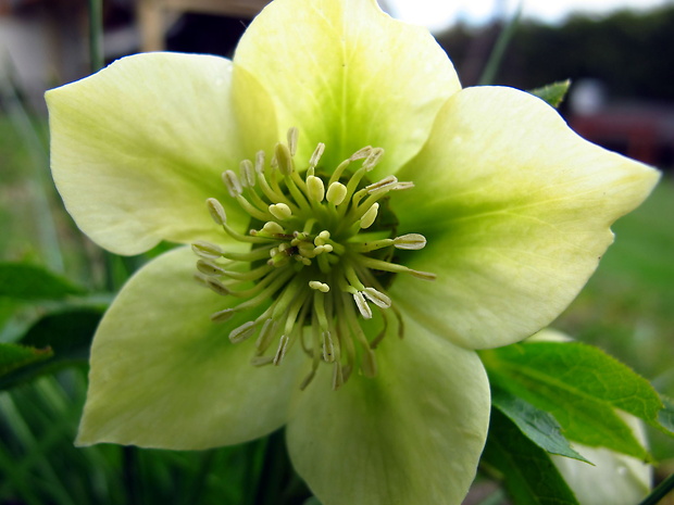 čemerica zelená Helleborus viridis L.