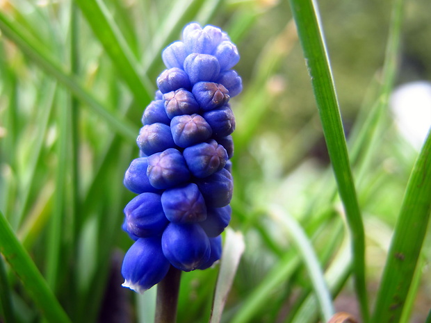 modrica arménska Muscari armeniacum Leichtl. ex Baker