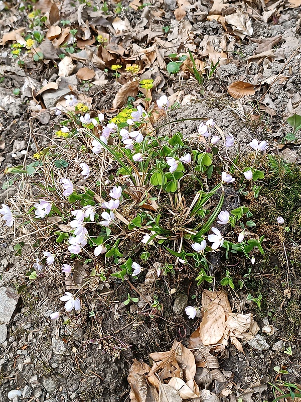 kyslička obyčajná Oxalis acetosella L.