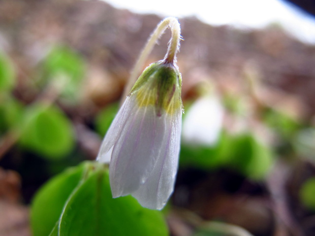 kyslička obyčajná Oxalis acetosella L.