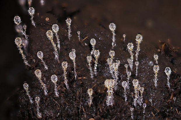 mrštec jagavý Pilobolus crystallinus (F.H. Wigg.) Tode