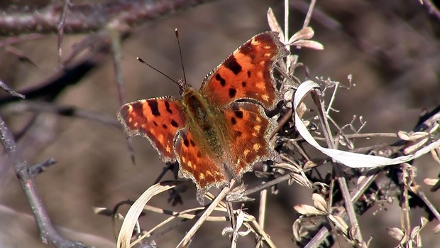 babôčka zubatokrídla Polygonia c-album