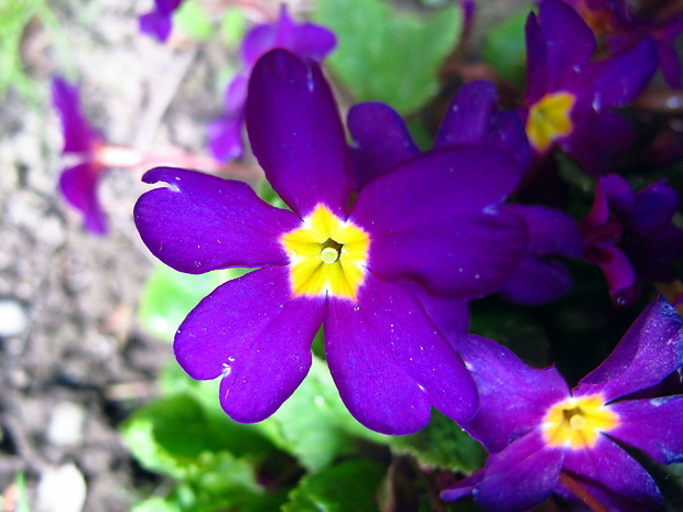 prvosienka bezbyľová Primula acaulis (L.) L.