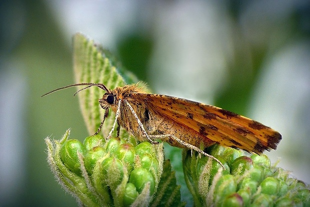 listnatka hluchavková (sk) / zejkovec hluchavkový (cz) Pseudopanthera macularia (Linnaeus, 1758)