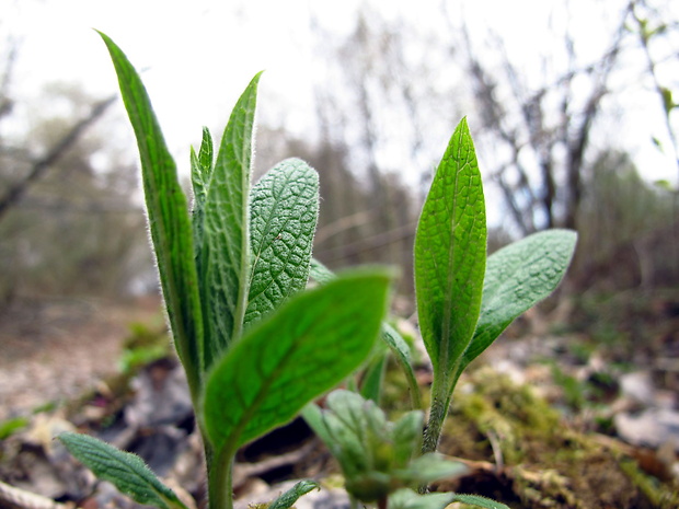 kostihoj hľuznatý Symphytum tuberosum L.