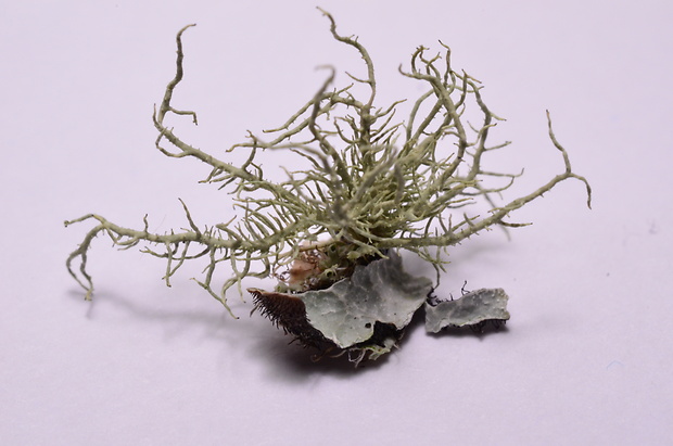 bradatec Usnea sp.