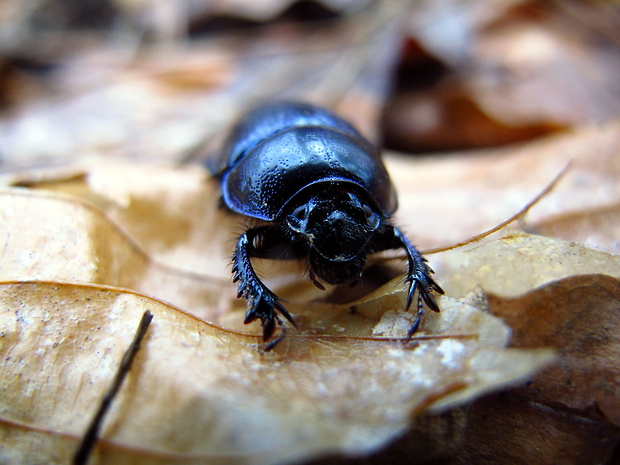 lajniak obyčajný Geotrupes stercorarius