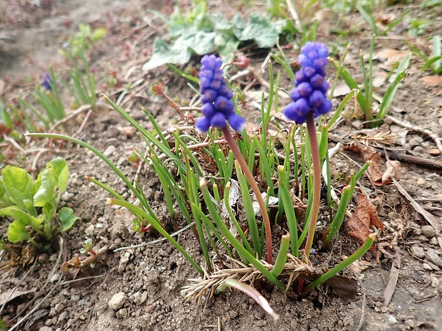 modrica strapcovitá Muscari atlanticum Boiss. et Reut.