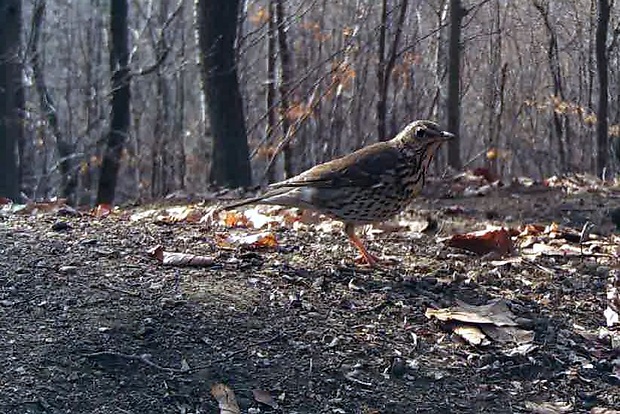 drozd trskota Turdus viscivorus