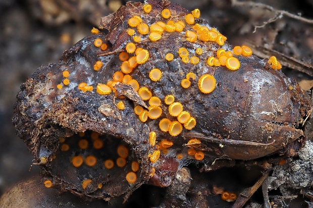 pavučinovka Arachnopeziza aurelia (Pers.) Fuckel