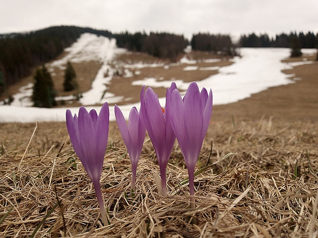 šafran karpatský Crocus heuffelianus Herb.