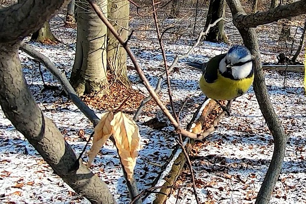 sýkorka belasá Cyanistes caeruleus