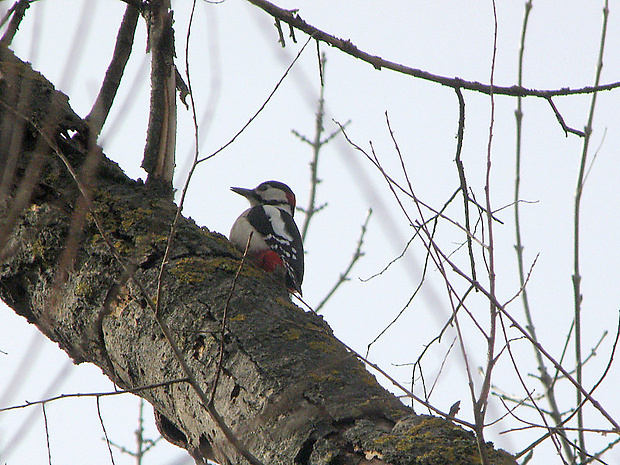 ďateľ veľký  Dendrocopos major