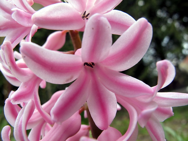 hyacint východný Hyacinthus orientalis