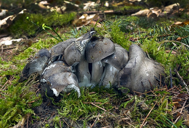 šťavnačka marcová Hygrophorus marzuolus (Fr.) Bres.