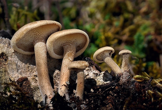 trúdnik plástovitý Lentinus arcularius (Batsch) Zmitr.