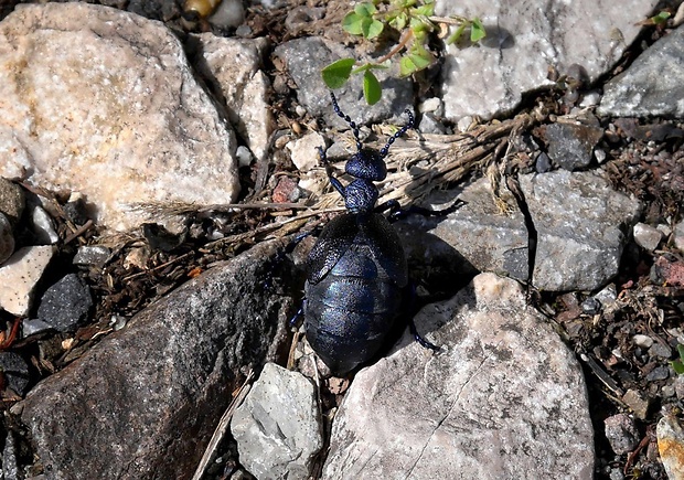 májka obyčajná (sk) / majka obecná (cz) Meloe proscarabaeus (Linnaeus, 1758)