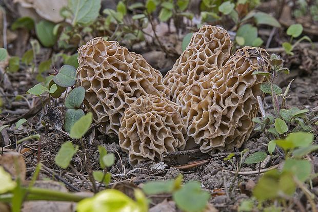 smrčok jedlý Morchella esculenta (L.) Pers.