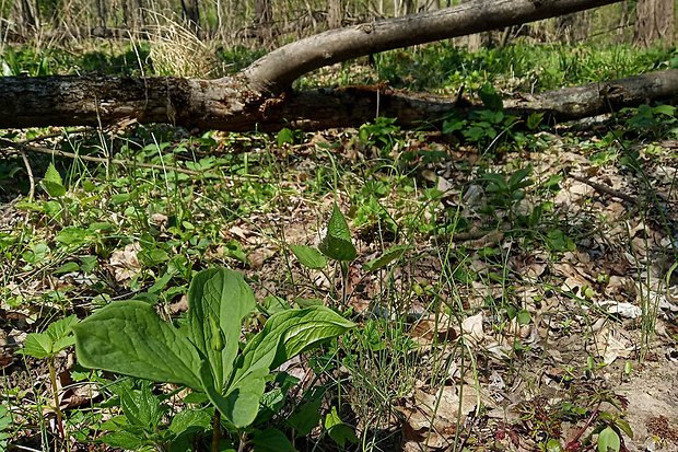 vranovec štvorlistý Paris quadrifolia L.