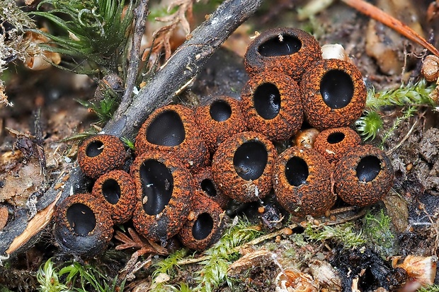 pakorienkovka čierna Plectania melastoma (Sowerby) Fuckel