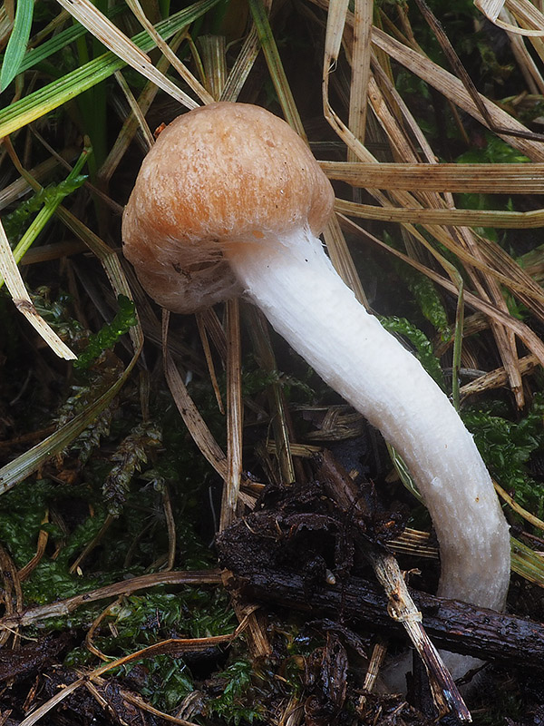 drobuľka Psathyrella sp.