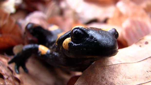 salamandra škvrnitá Salamandra salamandra