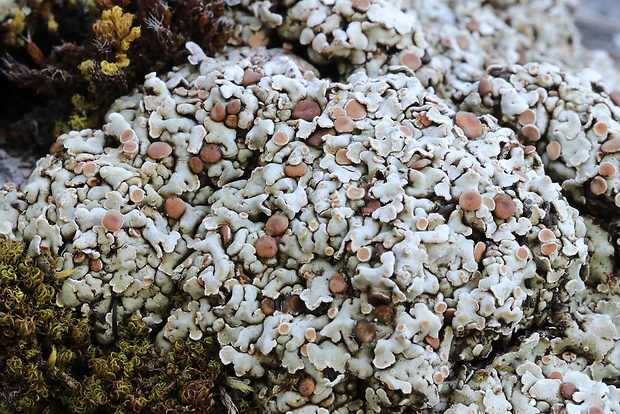 skvamarína chrupkovitá Squamarina cartilaginea var. cartilaginea (With.) P. James