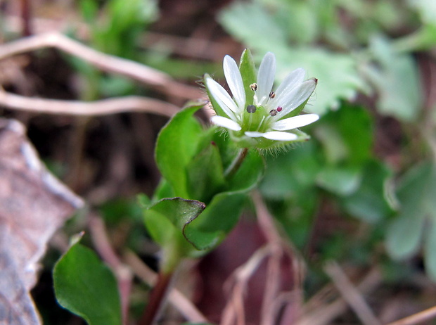 hviezdica prostredná Stellaria media (L.) Vill.