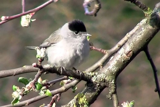 penica čiernohlavá Sylvia atricapilla